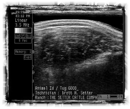 setter_angus001011.jpg
