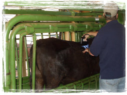 setter_angus001012.jpg