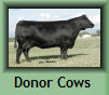 setter_angus026004.jpg