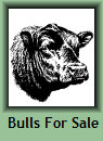 setter_angus026007.jpg