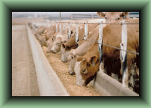 setter_angus032015.jpg