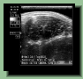 setter_angus040004.gif