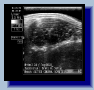 setter_angus077005.gif